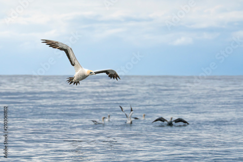 Canvas Print Cape gannet flying above the Indian Ocean during the Sardine Run, South Africa
