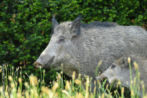 Vászonkép Wilschweinbache mit Jungtier
