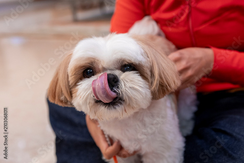 Cute dog enjoying time with owner indoors