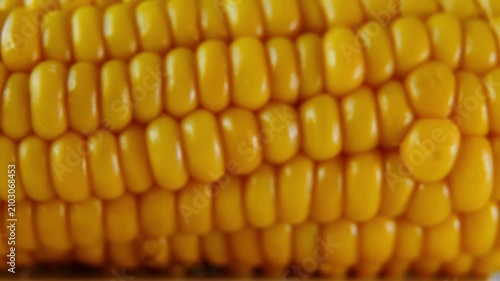 resh Corn Cob Macro Background with Smooth Horizontal Camera Motion.
