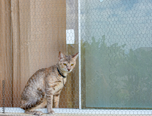 gato rajado na janela