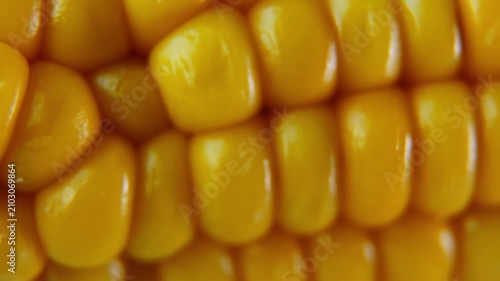 Fresh Sweet Corn Kernels Macro Texture with Horizontal Camera Slide.