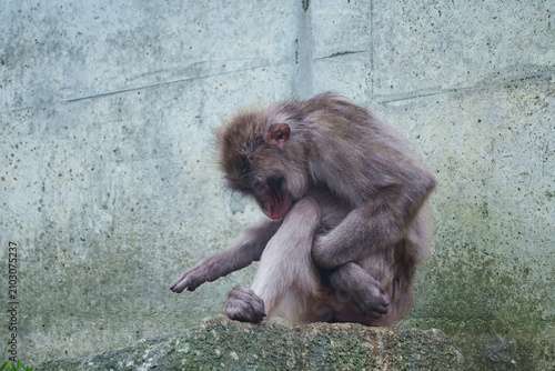動物園の岩場で器用にバランスをとって居眠りをするサルの姿