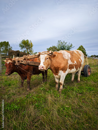 Obraz na płótnie Vertical shot of two oxen with a wooden yoke and cart in Chile