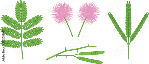 Photos Sensitive Plant Mimosa Pudica Botanical Herb Vector Illustration Set with Pink P