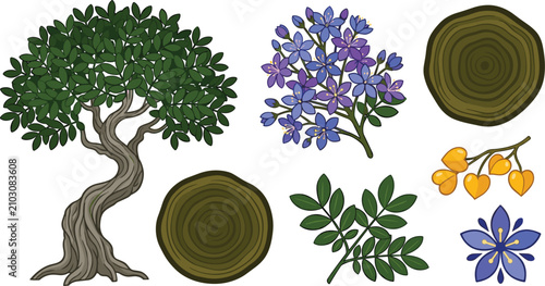 Lignum Vitae Guaiacum Officinale Tree Botanical Vector Illustration Set with Purple Flowers Wood Cross Section Rings and Leaves (18 words)