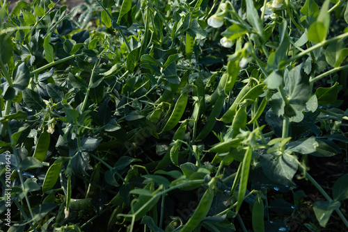 Summer green food background pea pods on plants