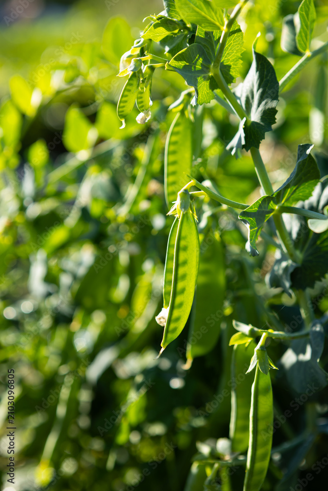 Fototapeta premium Green peas plants in organic vegetables garden concept sunny light