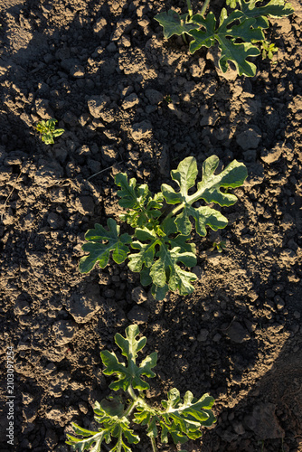 Summer background watermelon seedling  in vegetables garden