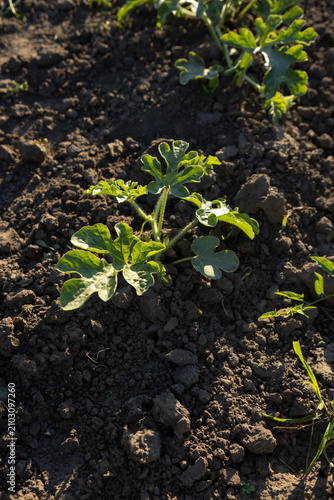 Homegrown foods watermelon plant on ground  in vegetables garden or agriculture field