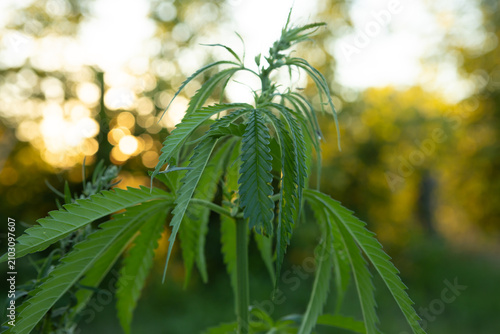 Cannabis leaf and marijuana plant. medical marijuana cannabis in field