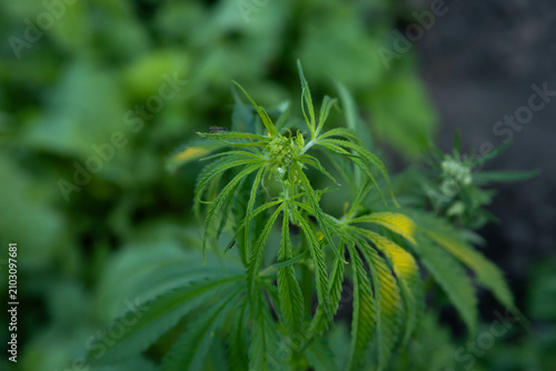 Hemp green leaf background marijuana close up, prohibited plants