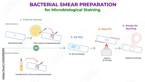 Foto Bacterial Smear Preparation for Microbiological Staining Scientific Infographic