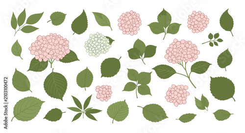 Botanical set of pink hydrangea flower clusters and a large variety of green deciduous leaves isolated on white.