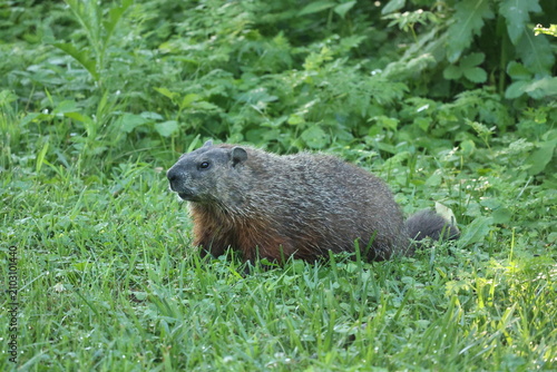 Canvastavla Groundhog or woodchuck (Marmota monax) resting in lush green grass and forest edge during summer in its natural habitat
