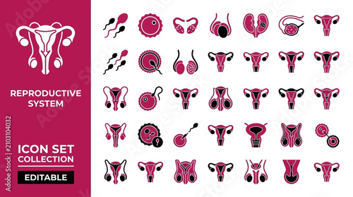 Human reproductive system icons showing male and female anatomy