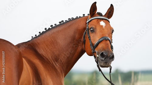 Bild auf Leinwand Beautiful Chestnut Dressage Horse with Braided Mane and Bridle