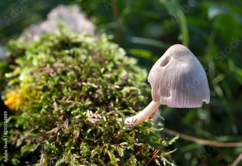 Mushroom growing on a mossy tree trunk in the summer forest.