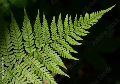 Fern Leaf growth wild in the forest