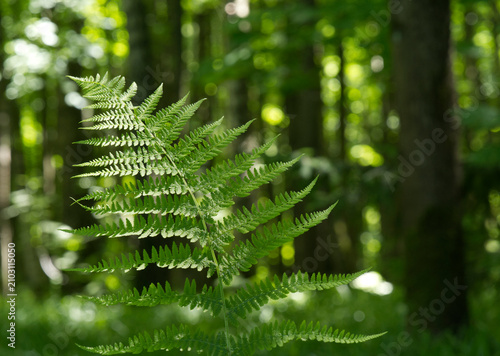 Fern Leaf growth wild in the forest