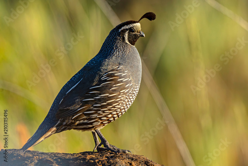 Vászonkép California Quail in Lucky Peak State Park Idaho