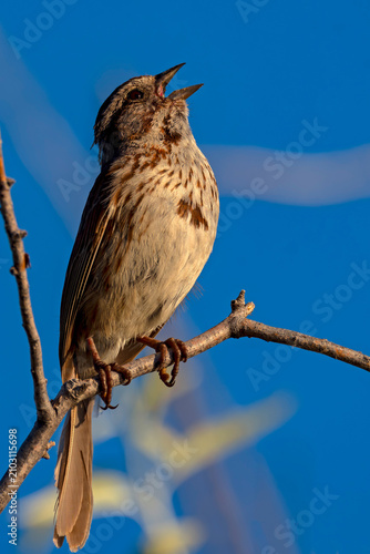 Song Sparrow tilts back to sing