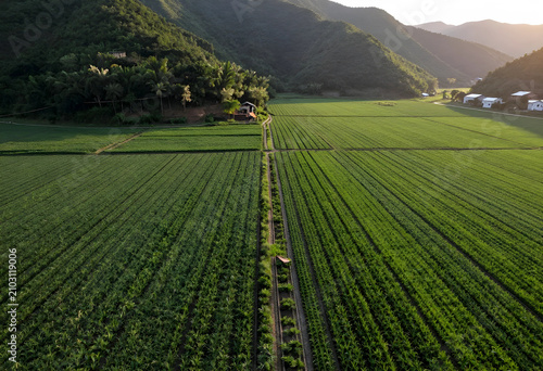 Aerial view of green agricu...