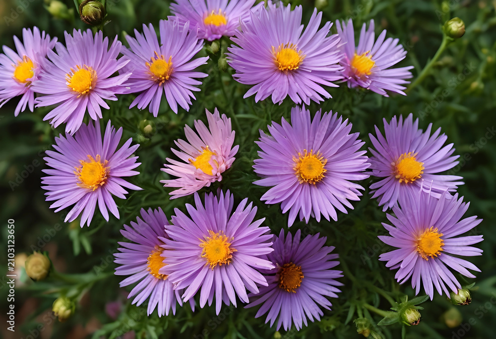 Fototapeta premium Purple aster flowers with yellow centers blooming in a garden, natural floral background, close up view