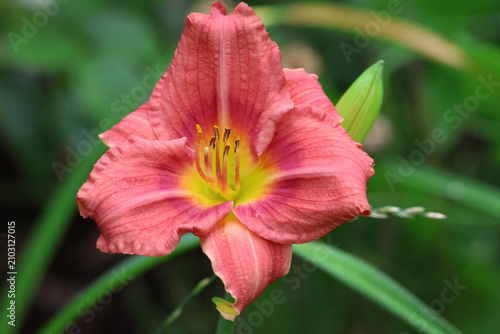 Coral Pink Daylily Bloom with Green Garden Background