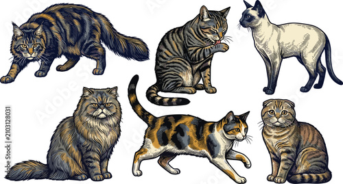 Cat breed illustration collection featuring Persian, Siamese, tabby, calico, Scottish Fold, and long‑haired cats