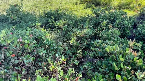 dense green thicket of rounded leaves and reddish stems growing tightly together in a wild outdoor setting creating a lush natural texture across the bright sunlit sloped terrain
