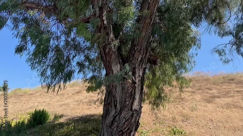 tall eucalyptus tree featuring textured brown bark and thick green foliage stands against a dry grassy hillside under a clear blue sky