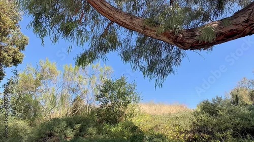 looking upward through green eucalyptus branches to bright blue sky with towering trees framing a peaceful sunlit landscape under gentle sunlight