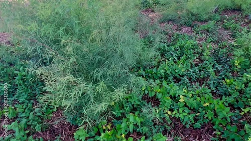 lush green foliage and delicate wispy ferns thrive together across a vibrant wild patch creating a natural ground cover in the quiet forest
