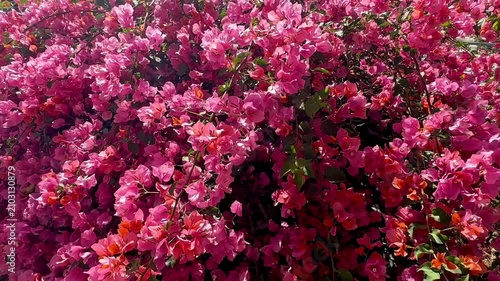 A lush dense wall of vibrant pink bougainvillea flowers fills the frame with rich floral color illuminated by bright natural sunlight in a full frame outdoor garden view