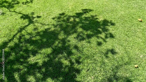 Dark leafy tree shadows are projected across a vibrant green manicured lawn under bright natural sunlight on a calm summer afternoon in an overhead full frame view