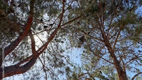 Looking directly up into tall pine trees with sunlight filtering through thin needles and branches against a soft blue sky in an outdoor natural forest perspective