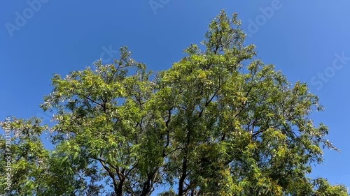 Lush green treetops reach up toward a vibrant clear blue sky on a bright sunny summer afternoon with rich foliage and dark branches visible in an outdoor natural perspective