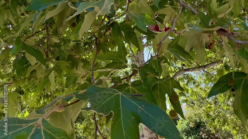 A close up view looking up through a dense canopy of sycamore tree branches and broad green leaves with sunlight filtering through the foliage on a bright summer afternoon
