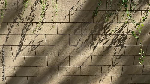 A concrete block wall features green hanging vines and leafy plant stems casting soft dark shadows across the beige stone surface under bright natural sunlight in full view