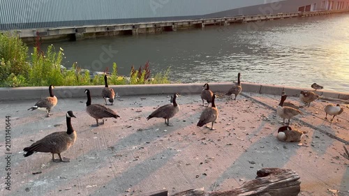 Canada geese flock at the Hudson river shore at sunset, Upper West Side, Manhattan, New York City
