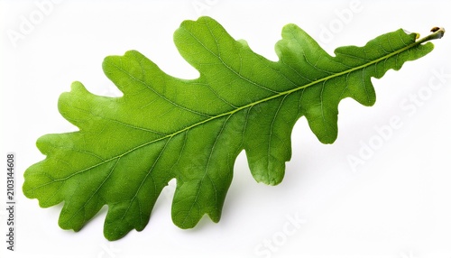 Green Spring Oak Leaves Isolated On White Background