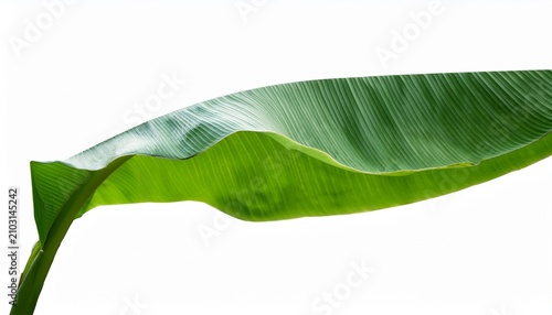 Long Green Leaf With Ribbed Texture On Transparent Background Banana Leaf