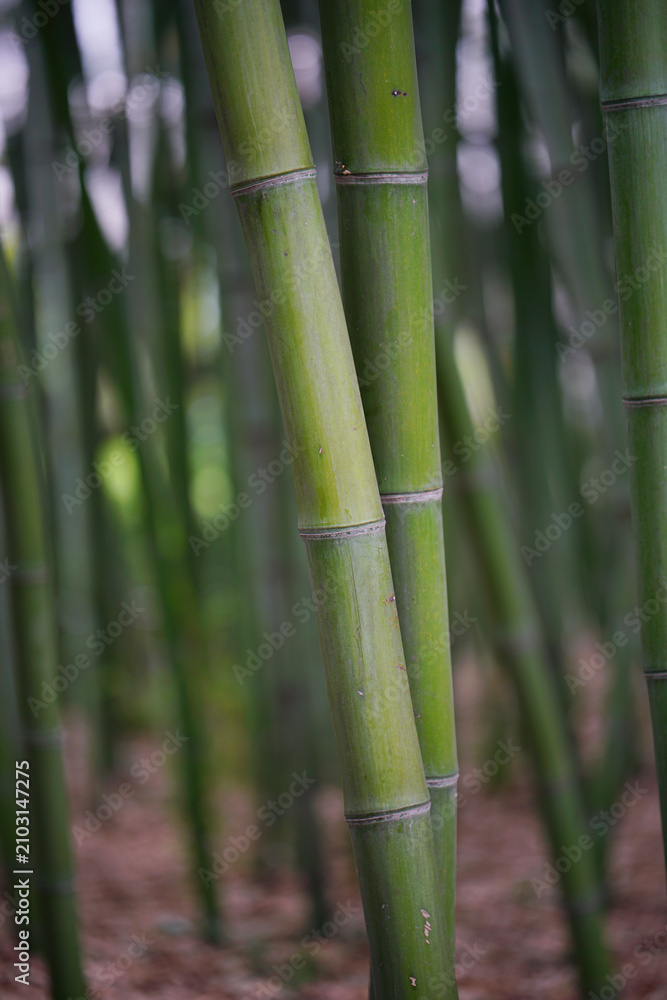 Obraz premium The Stem Details of Chinese Bamboo