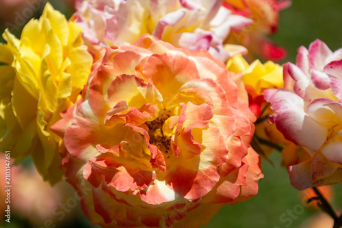 オレンジやイエローに変化する満開のバラ「トロピカルシャーベット」の花