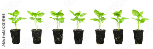 Konstfotografi row of seven green sprouts of young plants in clods of earth on an isolated whit