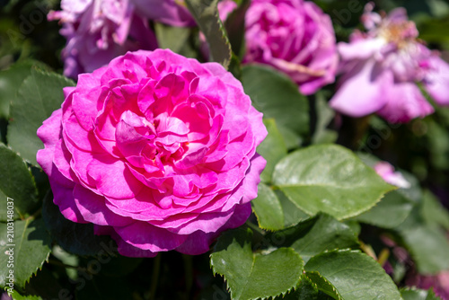 Фотография 満開に咲き誇るバラ「フィネス」（Finesse）の花