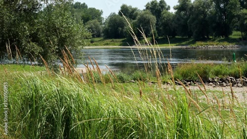 Danube river bank with reeds footage