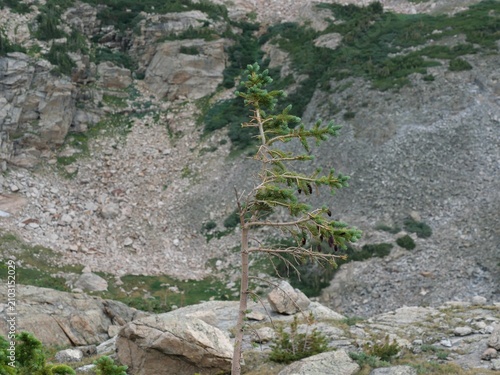 Bild auf Leinwand Wind-shaped conifer near the Continental Divide on Pawnee Pass Trail, Indian Pea
