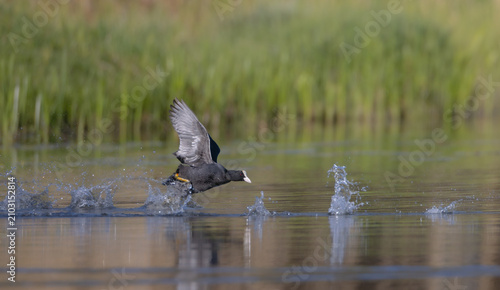 Obraz na plátně Eurasian coot - adult bird in spring